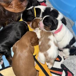 Cavalier King Charles Spaniel Puppies from The Cavi Pack