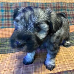 Blue - Blue Collar - Black and silver female Miniature Schnauzer puppy in Robstown, Texas from Alves Miniature Schnauzers