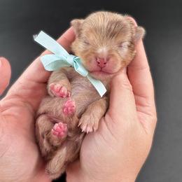 Boy 1 - Chocolate merle male Pomeranian puppy in Menifee, California from Petite Poms Of CA