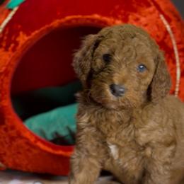 Saint Nicholas - Red  male Poodle puppy in Corona, California from Garden Of Poodles