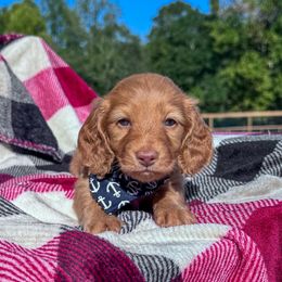 Dachshund Puppies from Catt Farms Longhaired Dachshunds
