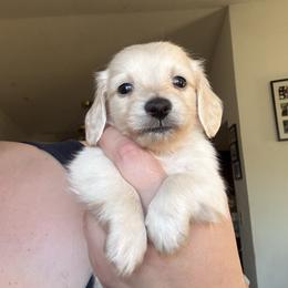 Cream Male Long Hair Mini (4200) - Cream male Dachshund puppy in Deland, Florida from Island Farms Dachshunds Florida