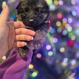 Green collar male - Black and red male German Shepherd puppy in Eugene, Oregon from Vom Osuna K9s