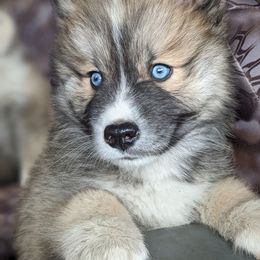 Pomsky Puppies from Schofield Homestead Pomsky's
