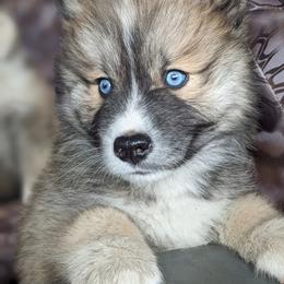 Pomsky Puppies from Schofield Homestead Pomsky's