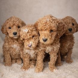 Goldendoodle and Golden Retriever Puppies from PuppyBlossom