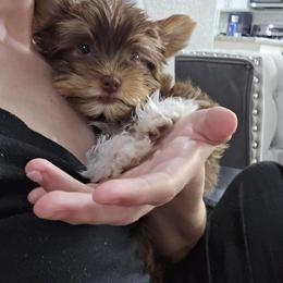 Luna - Chocolate, tan and white female Yorkshire Terrier puppy in Odessa, Texas from Korrtina's Yorkshire Terriers