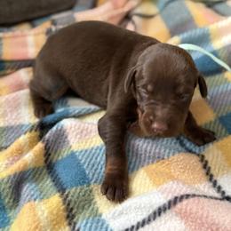 Teal Collar - Red and rust female Doberman Pinscher puppy in Lake City, Florida from Paintedcrazy Doberman Pinchers