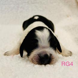 RG4 - Tri-Roan female English Springer Spaniel puppy in Britton, South Dakota from K&S Canines