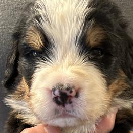 Boy 2 - Bernese Mountain Dog puppy in Port Huron, Michigan from Thumb Coast Bernese