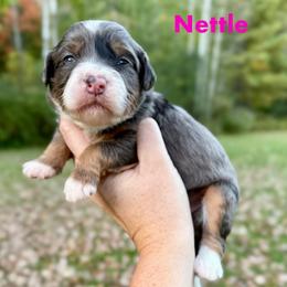Nettle - Merle female Bernedoodle puppy in Midland, Michigan from Northern Charm Farm