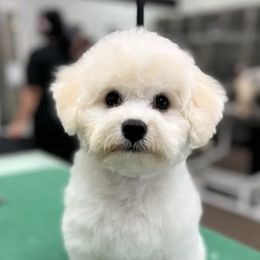 Bichon Frises from Siren Bichon Frise