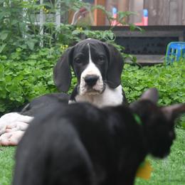 Great Dane Puppies from Gigantes de Cervantes