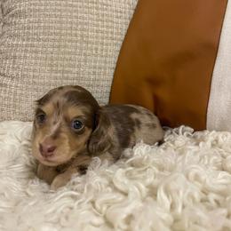 Greta - Dapple female Dachshund puppy in Fort Gibson, Oklahoma from Cooper’s Dachshunds