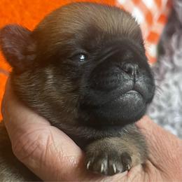 Poppy - hot pink collar Fawn girl 1 - Fawn female Pug puppy in Onalaska, Washington from Cupid’s Pugs