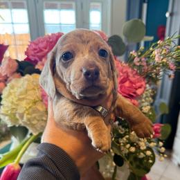 Slinky the cream dapple - Dapple male Dachshund puppy in El Cajon, California from Lisa Buxton