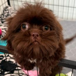 Belle - Chocolate female Shih Tzu puppy in Stafford, Virginia from Bayview Pups