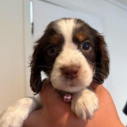 Girl 4 - Liver white and tan female English Springer Spaniel puppy in Fort Meade, Florida from Lake in the Hills Springers