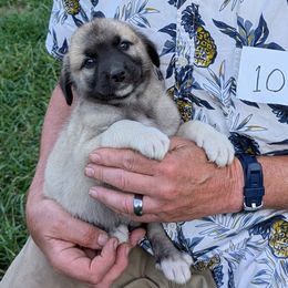 10 - Girl - Fawn female Anatolian Pyrenees puppy in Marysville, Ohio from Brotherton Family Farms