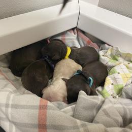 Australian Labradoodle Puppies from Salona Australian Labradoodles