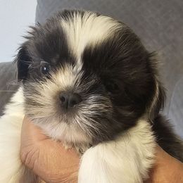 Sandy - Brindle and white female Shih Tzu puppy in Victorville, California from RUMBLE n TUMBLE