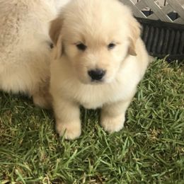 Golden Retriever Puppies from Briarcrest Golden Retrievers