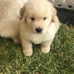 Golden Retriever Puppies from Briarcrest Golden Retrievers