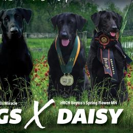 Golden Retrievers and Labrador Retrievers from OK GunDogs
