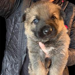 Sable Male 2 - Sable male German Shepherd puppy in Tafton, Pennsylvania from Pocono GSD
