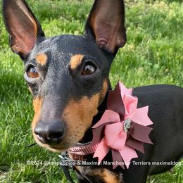 Valor - Manchester Terrier