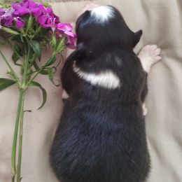 Australian Shepherd Puppies from TANDEM Aussies
