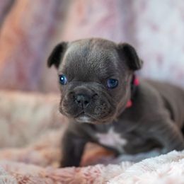 French Bulldog Puppies from Lakes Area Frenchies