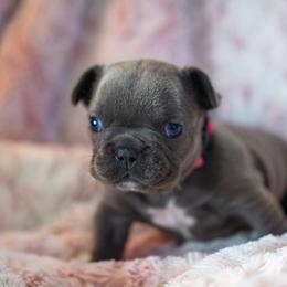 French Bulldog Puppies from Lakes Area Frenchies