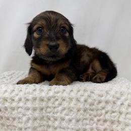 Bon Jovi - Red male Dachshund puppy in Pulaski, Tennessee from Billboard Doxies