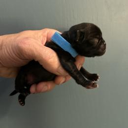 Blue collar - Black male Pug puppy in Tucson, Arizona from Furever Friends