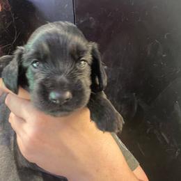 Barolo - Black male Dachshund puppy in Bigfork, Minnesota from Dachshunds Up North