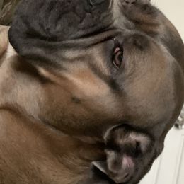 Mazzy - Cane Corso
