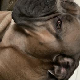 Mazzy - Cane Corso