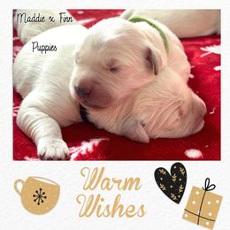 Golden Retriever Puppies from Ruff Life Goldens