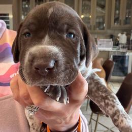 Llano - Liver roan male German Shorthaired Pointer puppy in San Antonio, Texas from Alvarado Farm Kennels, LLC