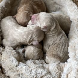 Goldendoodle Puppies from Hilltop Mini and Teddy Bear Doodles