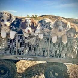 Australian Shepherd Puppies from South Dakota Creekside Australian Shepherds