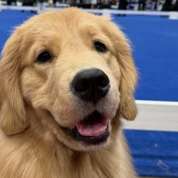 Golden Retrievers from Tidalwave Golden Retrievers