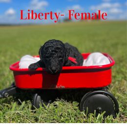 Liberty (Red) - Silver female Poodle puppy in West Monroe, Louisiana from Diamond M Poodles and Doodles