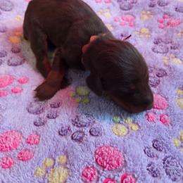 Orange collar male. - Red and rust male Doberman Pinscher puppy in Acworth, Georgia from Stonewood Dobermans and Min Pins