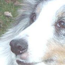 Shetland Sheepdogs from MESA Shelties