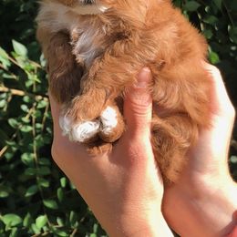 Cavalier King Charles Spaniel and Cavapoo Puppies from Small Town Cavaliers