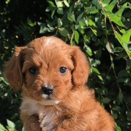 Cavalier King Charles Spaniel and Cavapoo Puppies from Small Town Cavaliers