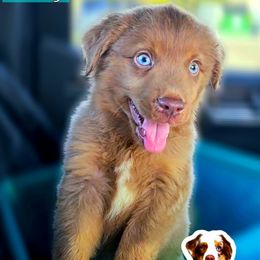 Woody - Red tri male Miniature Australian Shepherd puppy in Punta Gorda, Florida from Christie's Creekside Aussies
