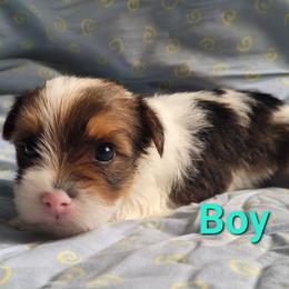 Boy 1 - Chocolate, tan and white male Yorkshire Terrier puppy in Adams, North Dakota from Mathiasons Little Barkers
